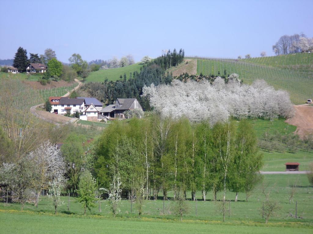 Ferienwohnung Am Weinberg Oberkirch  Dış mekan fotoğraf